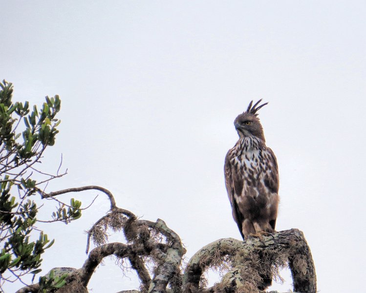 G (32) Crested Hawk-eagle - Yala NP.JPG